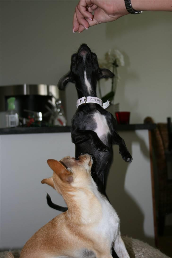 Chihuahua ¨˜”°º•Gucci•º°”˜¨ billede 17