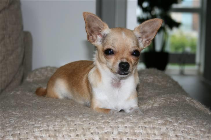 Chihuahua ¨˜”°º•Gucci•º°”˜¨ billede 18