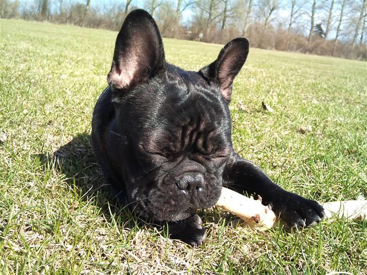 Fransk bulldog Carlos - Velkommen til Carlos profil billede 1