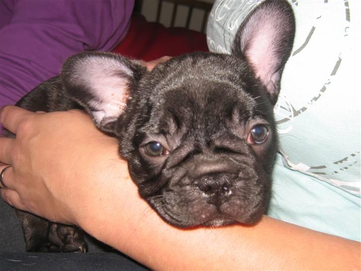 Fransk bulldog Carlos billede 2