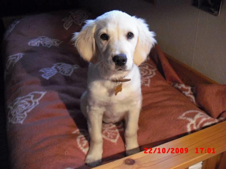 Golden retriever Beauty - Velkommen til Beauty´s Profil, læg gerne en kommentar og en bedømmelse :) billede 1
