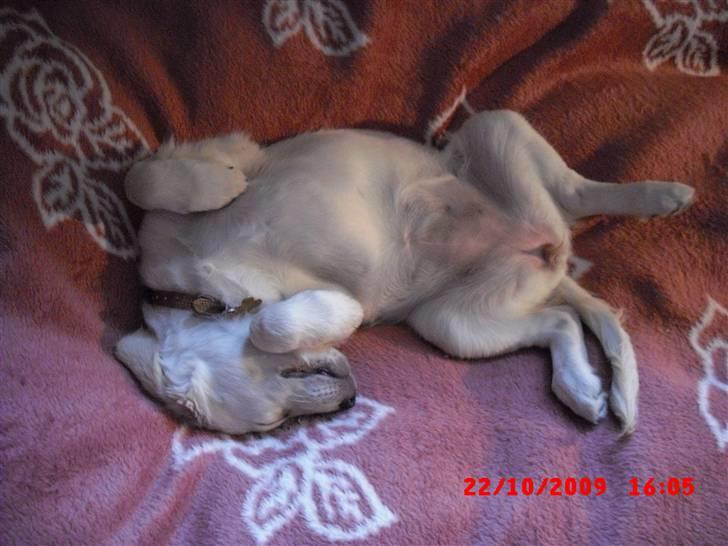 Golden retriever Beauty - Hun sov godt nok mærkeligt :S billede 3