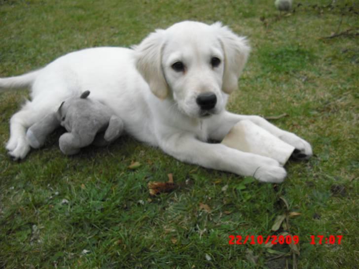 Golden retriever Beauty - Giga ben hun har :) billede 4
