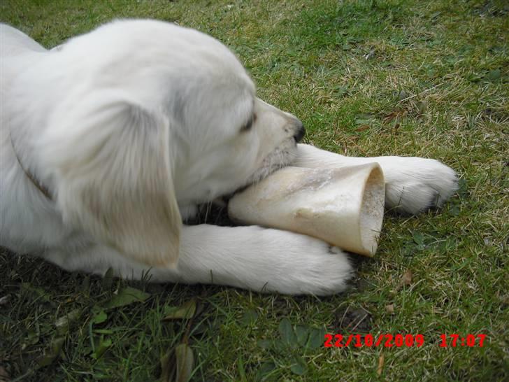 Golden retriever Beauty billede 6