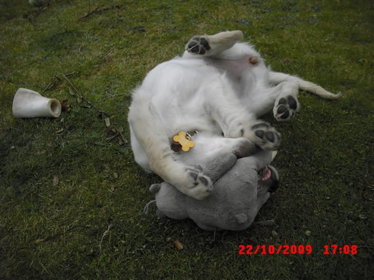 Golden retriever Beauty - Nåårh ! billede 7