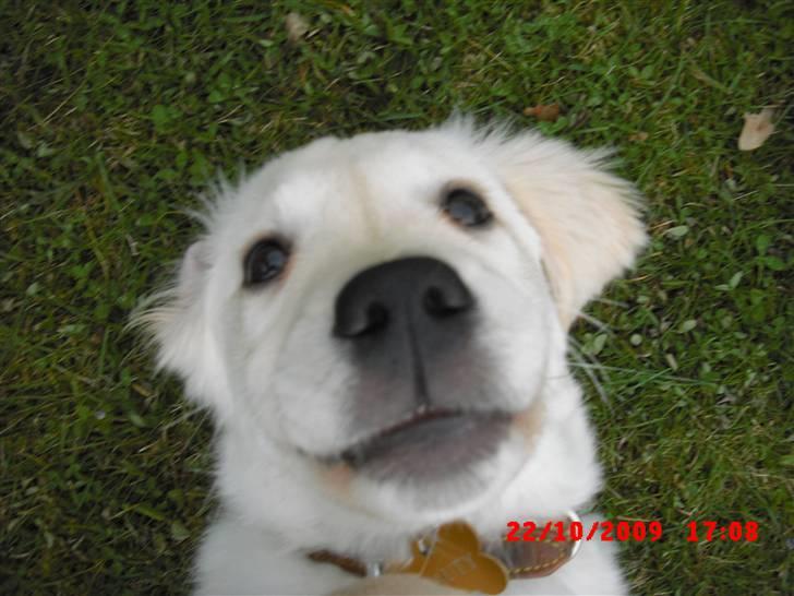 Golden retriever Beauty - Er jeg ikk bare søød ?! billede 8