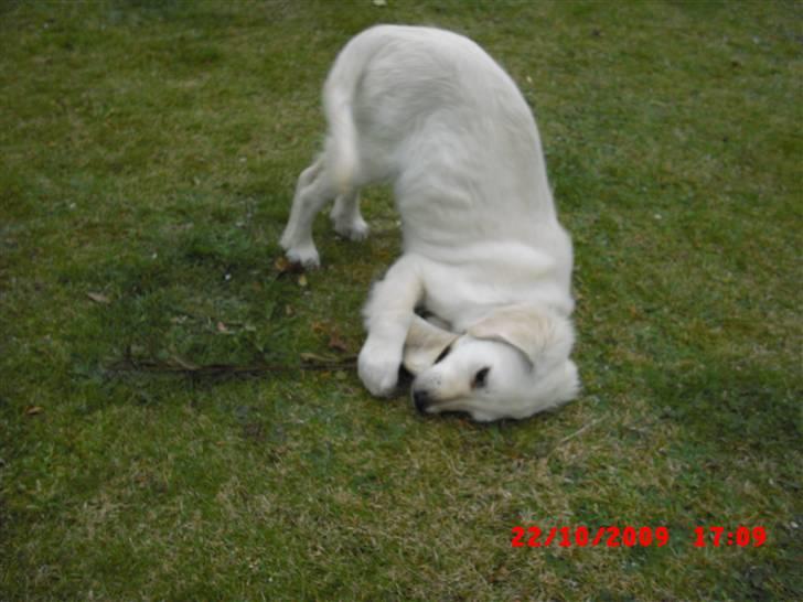 Golden retriever Beauty - Kæft en akavert måde at lege med et ben på :o) billede 10