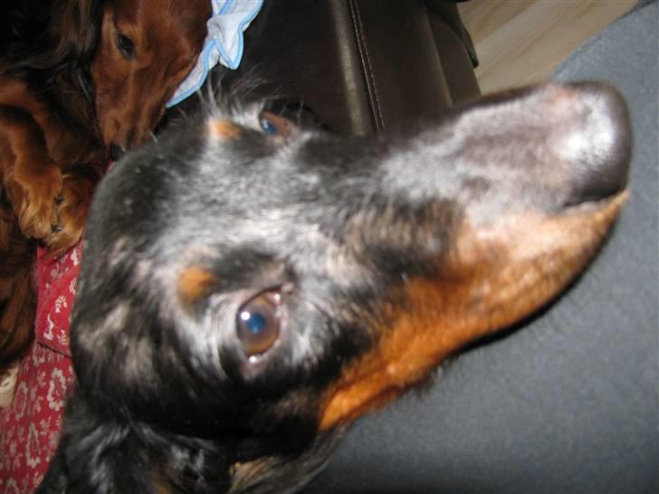 Dværggravhund Molly billede 7