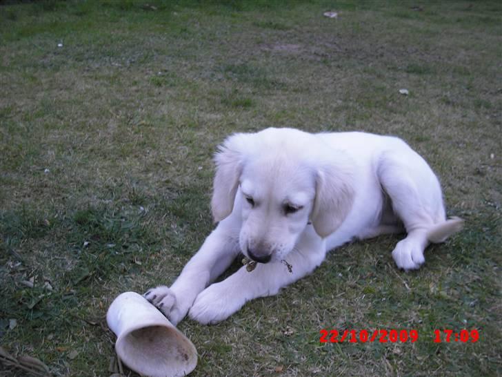 Golden retriever Beauty - Må jeg tage den nu ?? billede 12