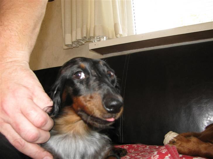 Dværggravhund Molly billede 8