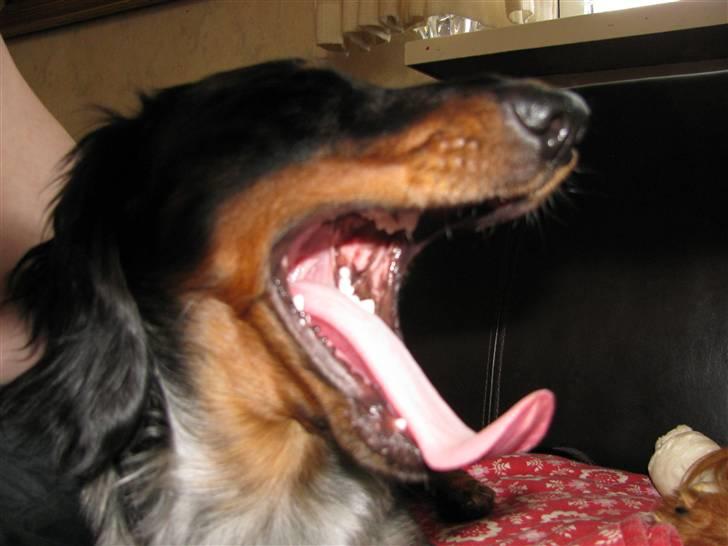 Dværggravhund Molly billede 9