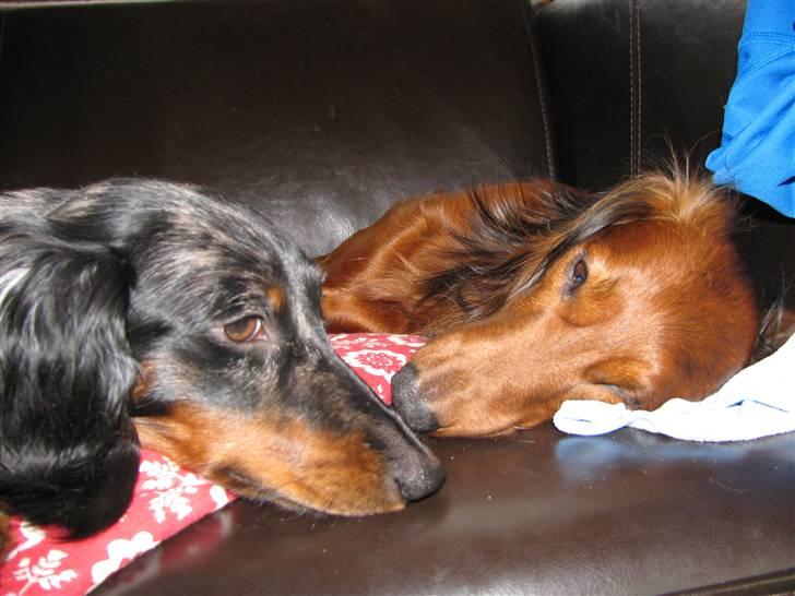 Dværggravhund Molly billede 10