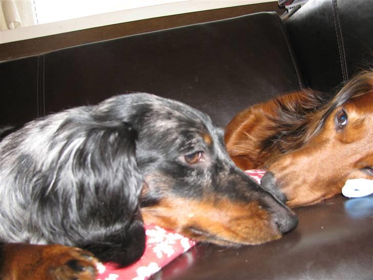 Dværggravhund Molly billede 11