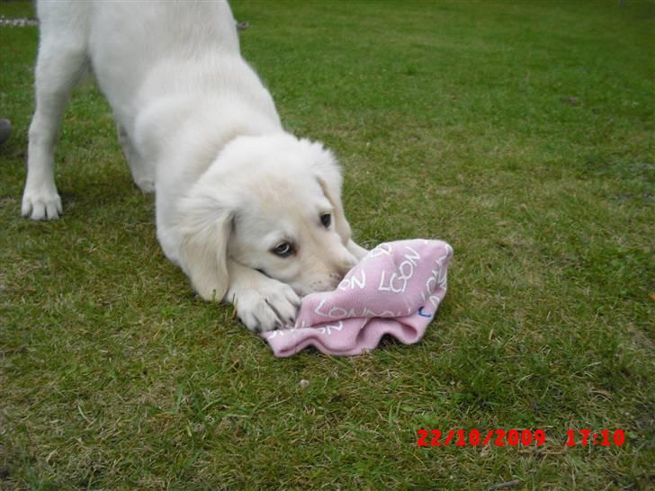 Golden retriever Beauty - Hun nupsede lige min Hue ! billede 14