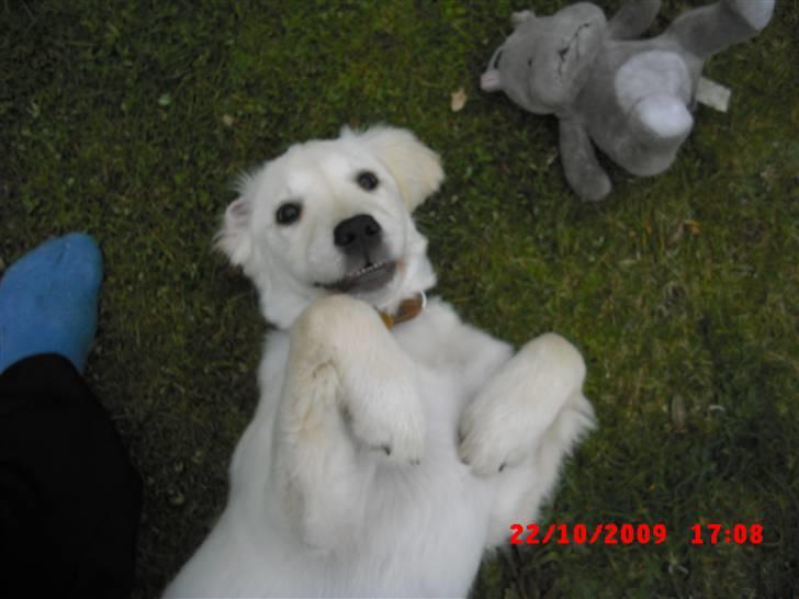 Golden retriever Beauty - Tak for denne gang, kom gerne igen engang :) billede 15