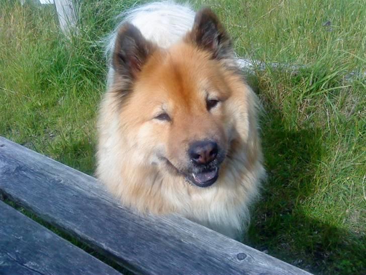 Eurasier Ankerstjernes Amber billede 8