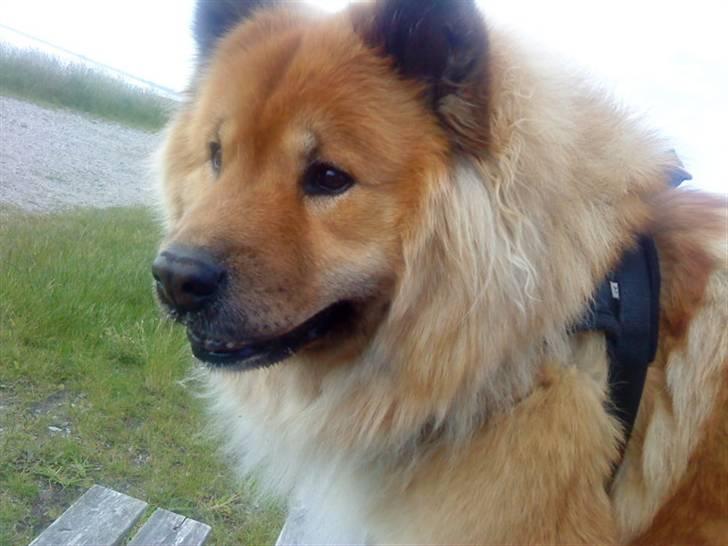 Eurasier Ankerstjernes Amber billede 9