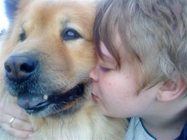 Eurasier Ankerstjernes Amber billede 10