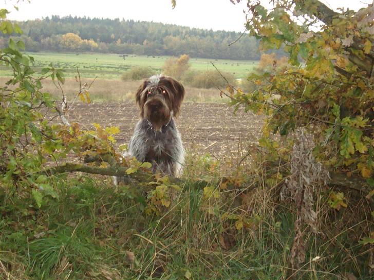 Ruhåret hønsehund Ronja - Kulle bøh. billede 7