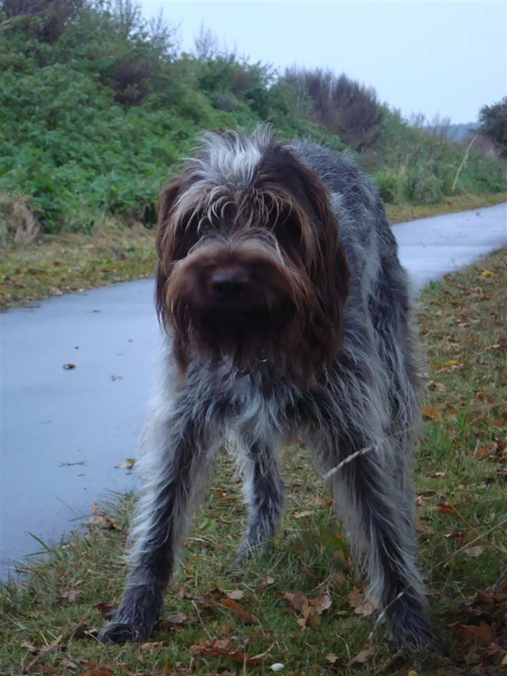 Ruhåret hønsehund Ronja billede 8