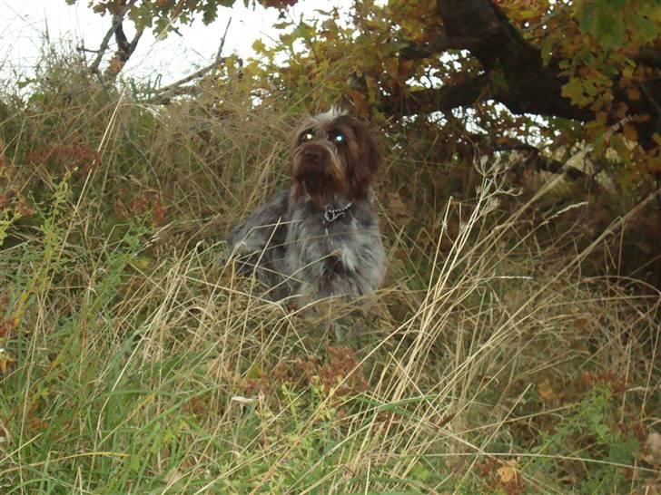 Ruhåret hønsehund Ronja billede 10