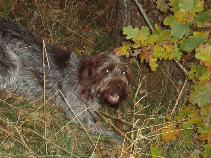 Ruhåret hønsehund Ronja billede 11