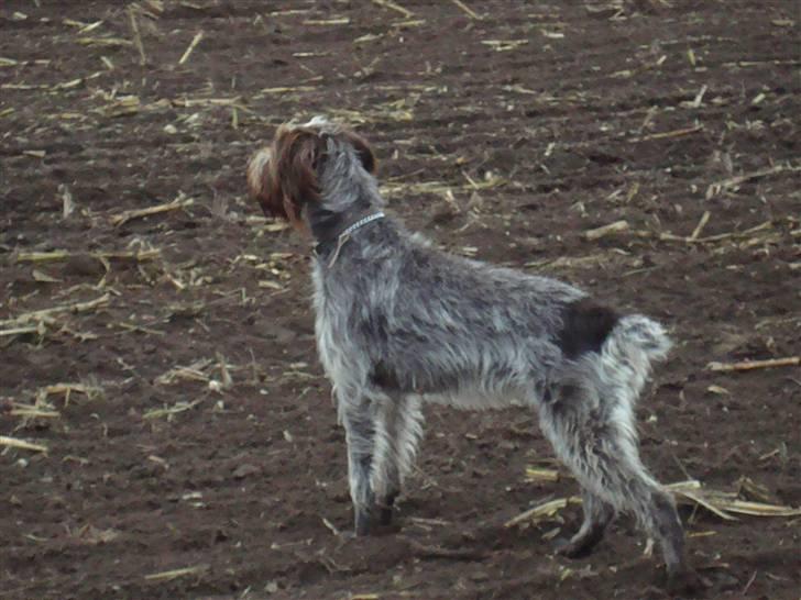 Ruhåret hønsehund Ronja billede 12