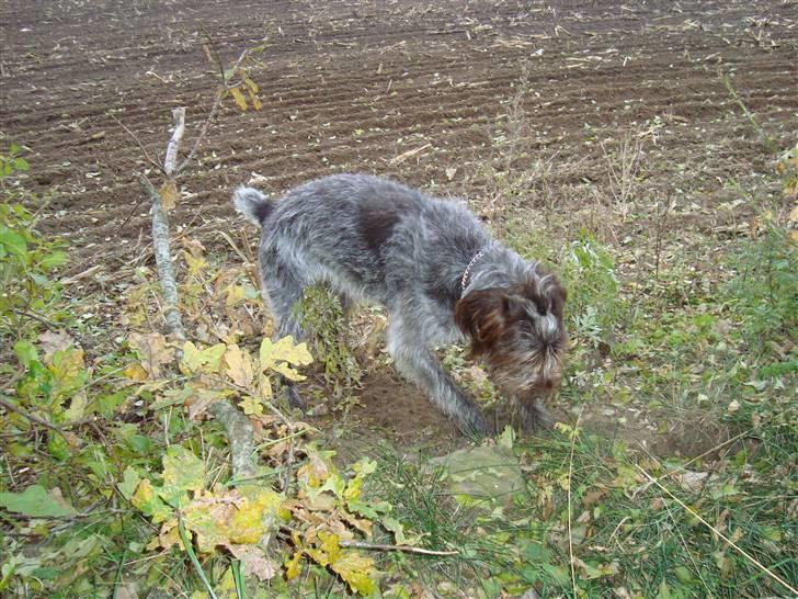 Ruhåret hønsehund Ronja billede 13