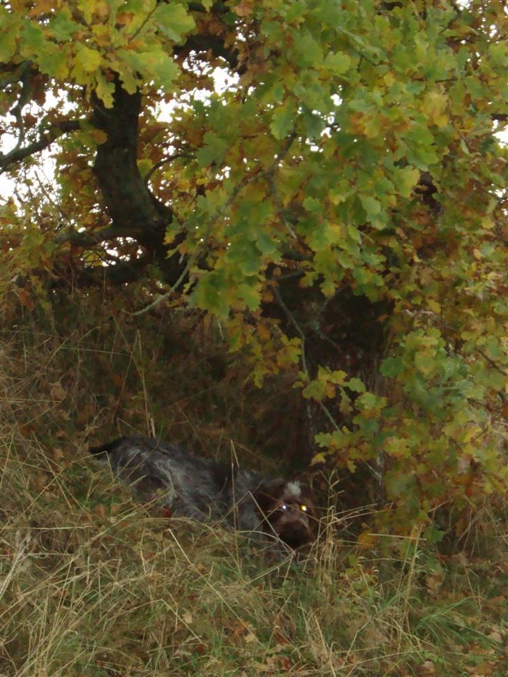 Ruhåret hønsehund Ronja billede 14