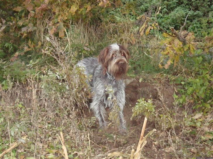 Ruhåret hønsehund Ronja billede 15