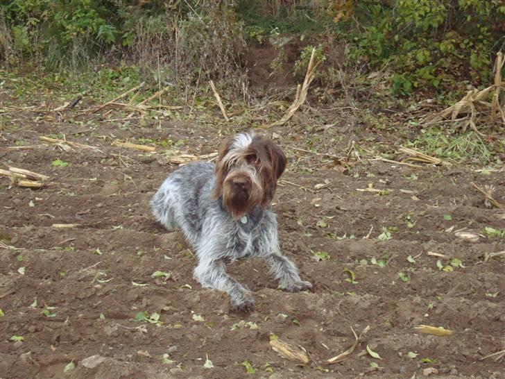 Ruhåret hønsehund Ronja billede 16