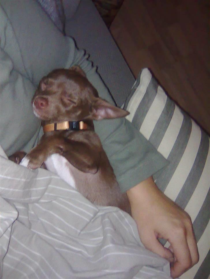 Chihuahua Wilma - Endnu en hyggelig lur billede 8