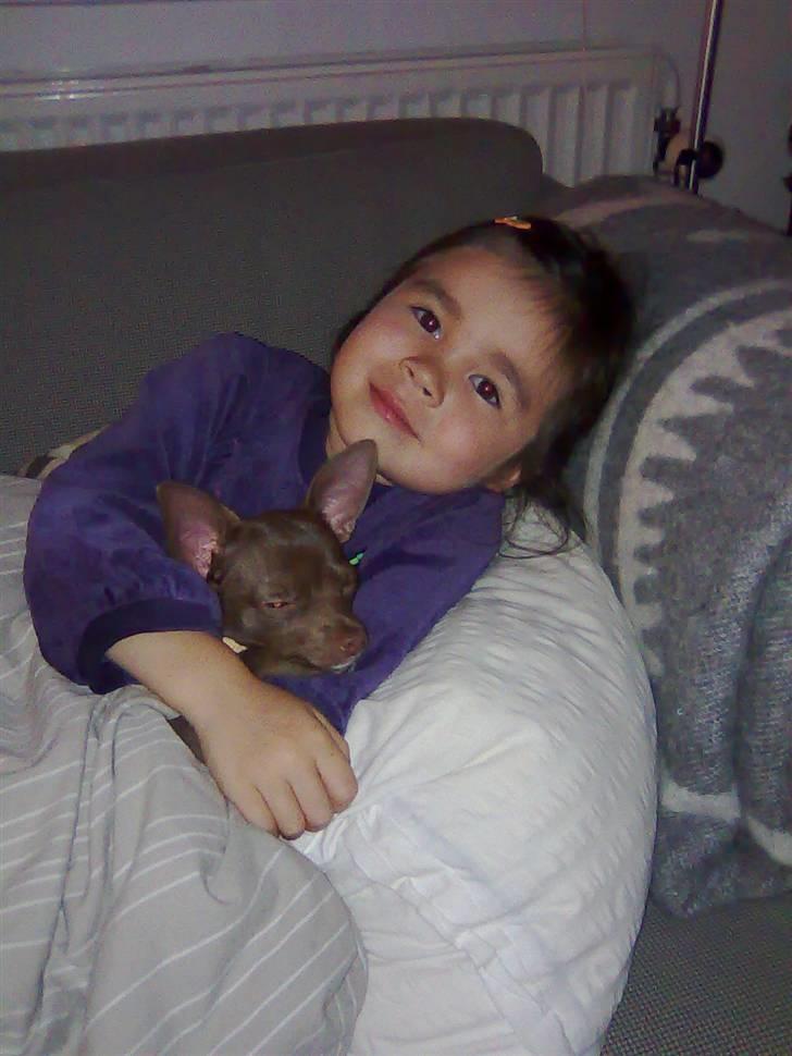 Chihuahua Wilma - Emma og Wilma er de bedste venner billede 9