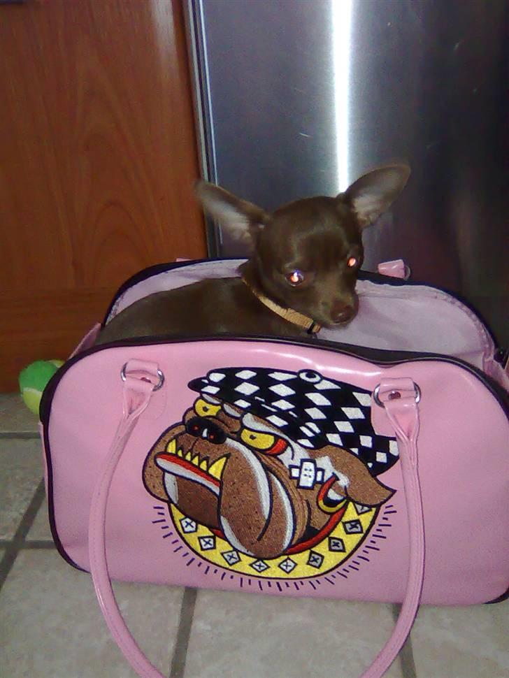 Chihuahua Wilma - choko-rouladen tester sin nye fine taske billede 10