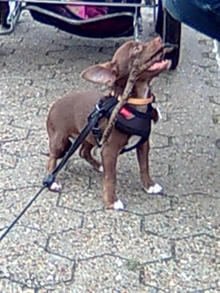 Chihuahua Wilma - lidt "stor hund-agtig" :) billede 11