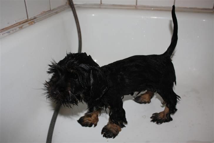 Blanding af racer Johan jack - Så hold dog op med at grine a mig... Stik mig et håndklæde..... billede 11