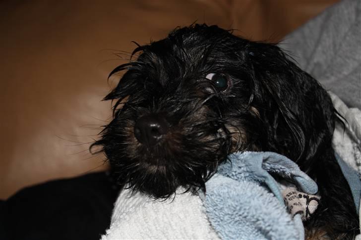 Blanding af racer Johan jack - AHH..Snart tør igen.. billede 12