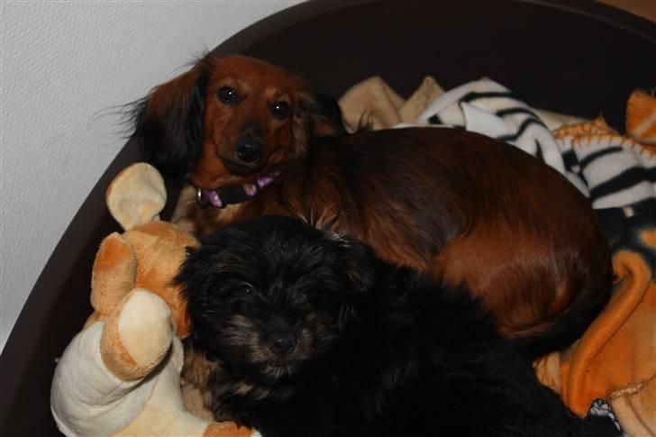 Blanding af racer Johan jack - Mor og jeg kan altså ikke undvære hinanden =;0) billede 13