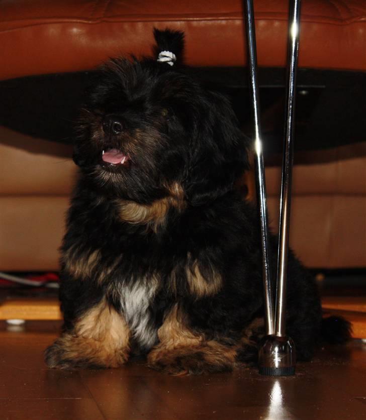 Blanding af racer Johan jack - DET HER VIL JEG IKKE HA I GØR IGEN.. billede 14