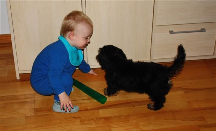 Blanding af racer Johan jack - Er der noget under skabet ??? Måske et kødben... billede 15