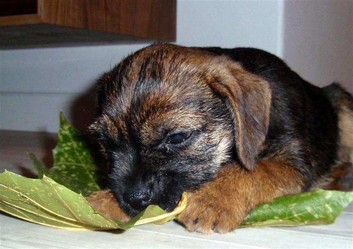 Border terrier Lutra´s Glenlivet (Coppi) - Coppi fandt et stort blad i haven:) billede 4