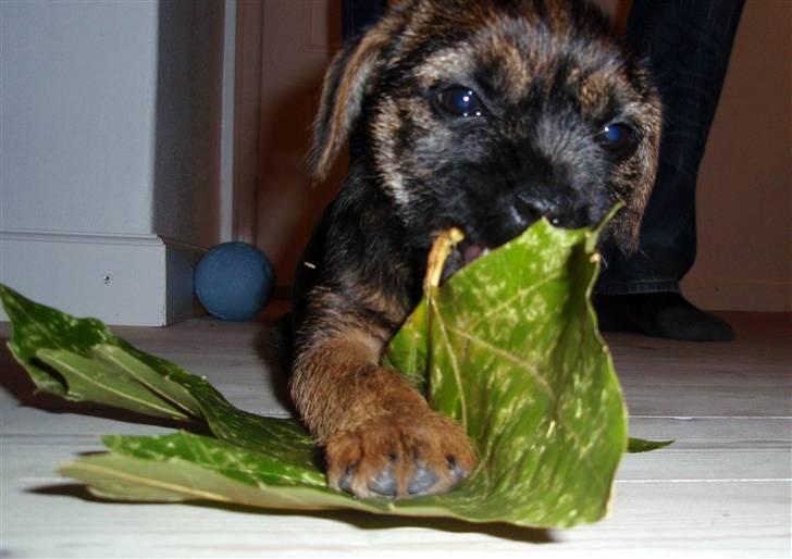 Border terrier Lutra´s Glenlivet (Coppi) billede 5