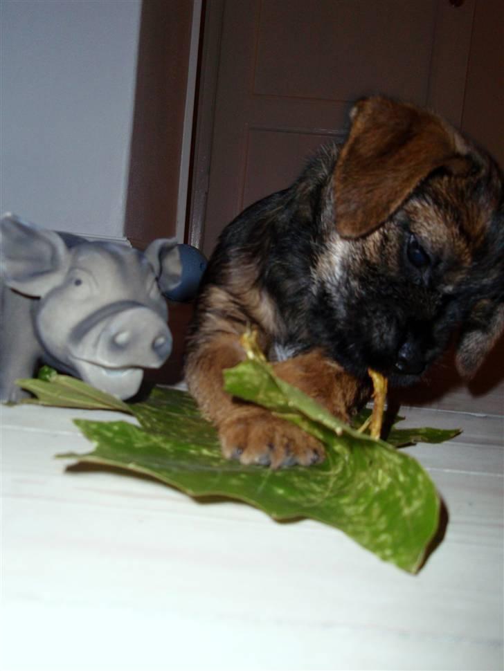 Border terrier Lutra´s Glenlivet (Coppi) billede 6