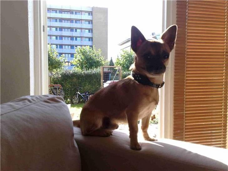 Chihuahua gismo billede 1