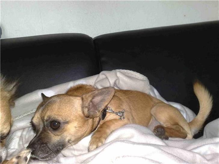 Chihuahua gismo billede 2