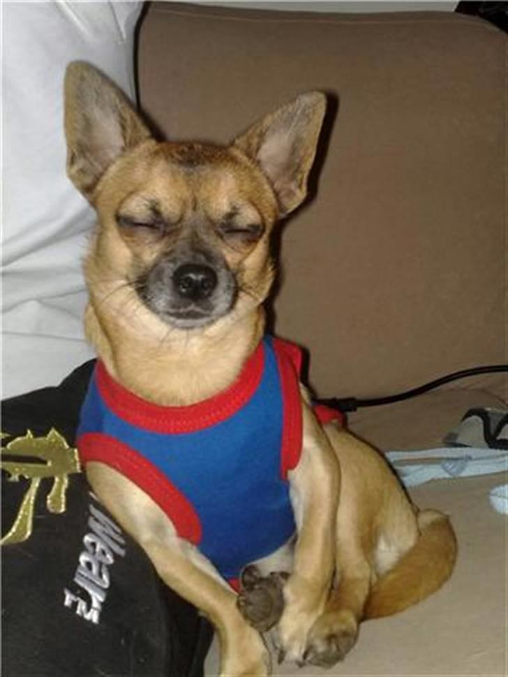 Chihuahua gismo billede 3