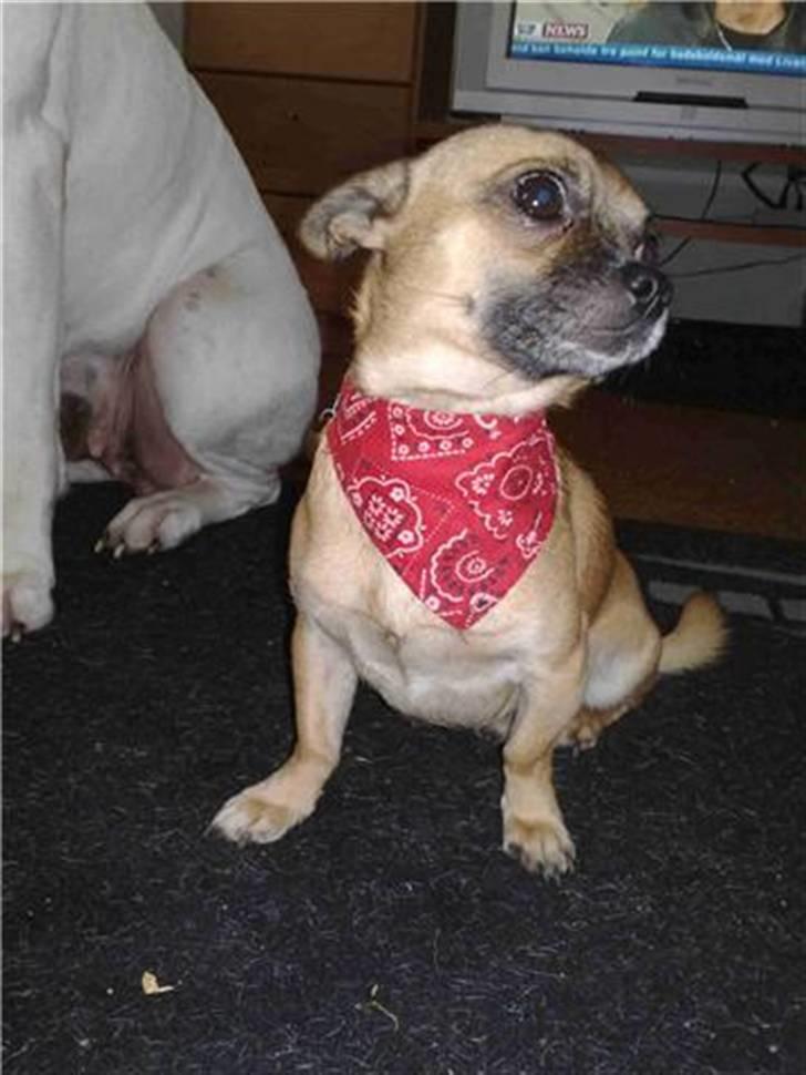 Chihuahua gismo billede 4