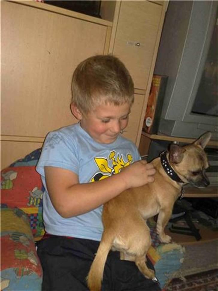 Chihuahua gismo billede 5