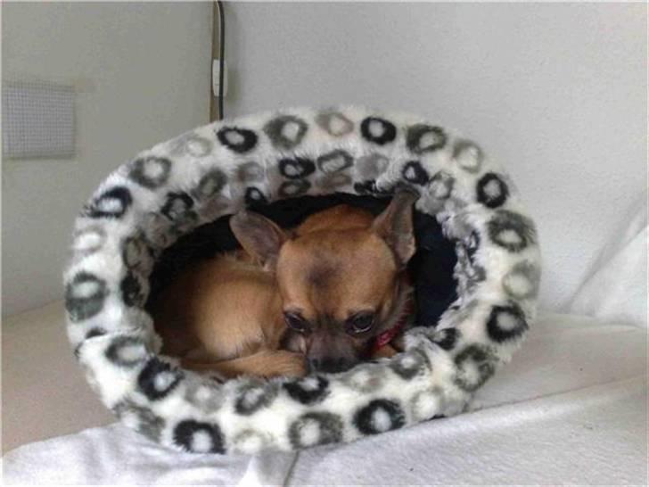 Chihuahua gismo billede 6