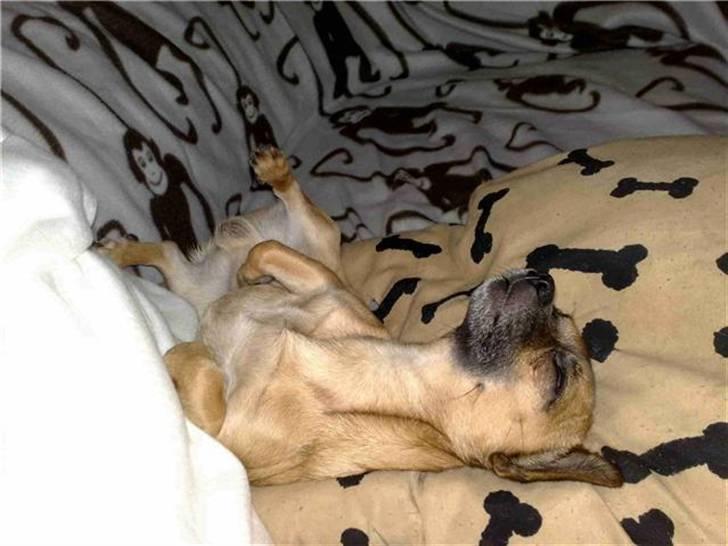 Chihuahua gismo billede 7